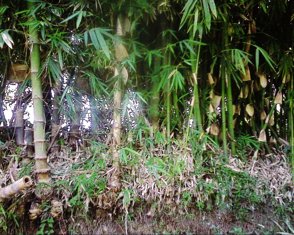  Pohon  yang Dipercaya Jadi Sarang Hantu Ane Lihat Hantu di 