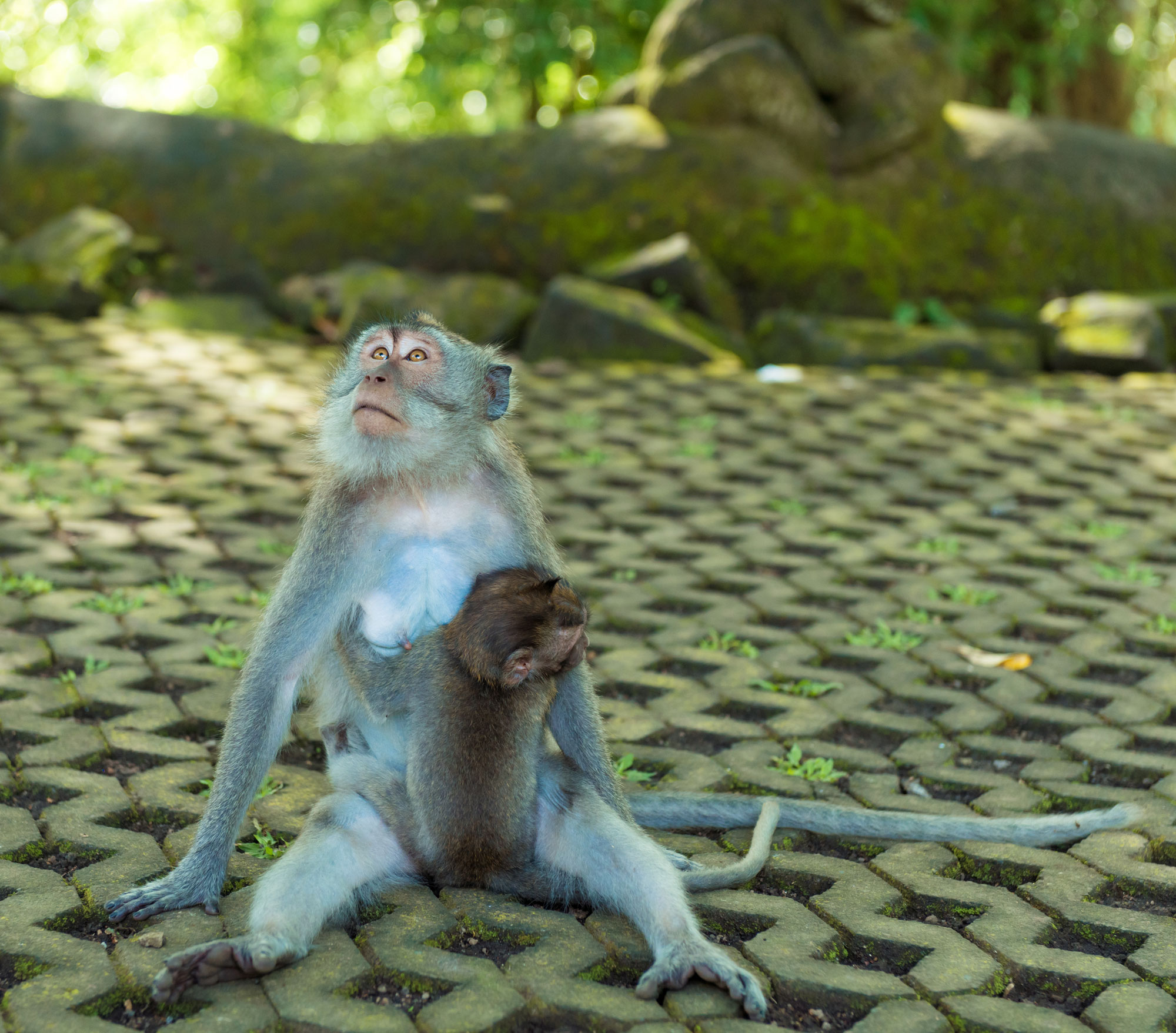 9 Tempat Wisata Fauna di Bali yang Asyik Untuk Anakanak